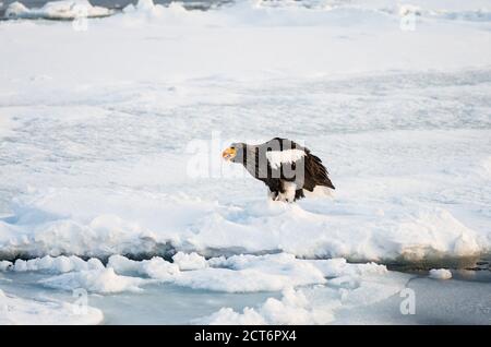 L'aquila marina di Steller (Haliaeetus pelagicus) si aggrega vicino alla penisola di Shiretoko (Qui Rausu) durante i mesi invernali con il ghiaccio di deriva Foto Stock