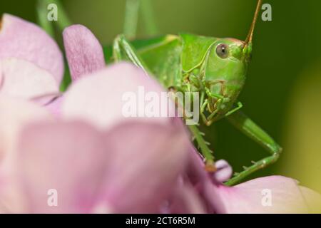 Femmina grande verde bush-cricket su fiori rosa idrangea, Tettigonia viridissima. Foto Stock