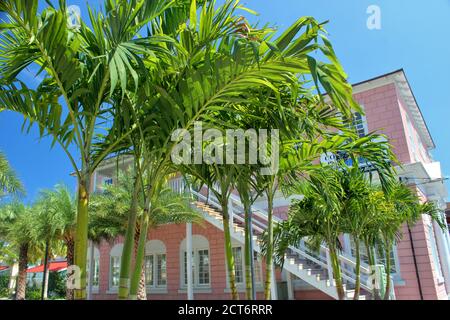 Le strade costeggiate da palme a Nassau, Bahamas Foto Stock