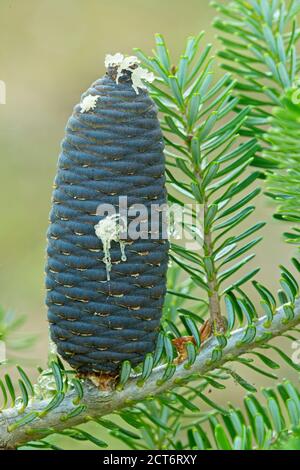 Primo piano cono di pino coreano, Pinus koraiensis, originario dell'Asia orientale. Foto Stock