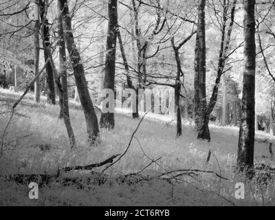 Immagine a infrarossi di boschi a Fuller's Hay nelle Mendip Hills, Nord Somerset, Inghilterra. Foto Stock