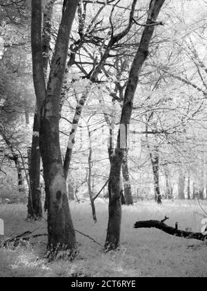 Immagine a infrarossi di boschi a Fuller's Hay nelle Mendip Hills, Nord Somerset, Inghilterra. Foto Stock