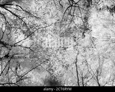Immagine a infrarossi di un baldacchino boschivo a Fuller's Hay nelle colline di Mendip, Somerset del Nord, Inghilterra. Foto Stock