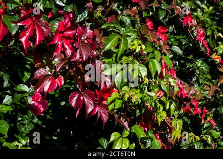 Un muro coperto di scarlatto, foglie di colore verde e bordeaux di un superriduttore della Virginia, Parthenocissus quinquefolia, all'inizio dell'autunno Foto Stock