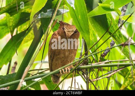 Serendib scope gufo (Otus thilohoffmanni), uccello singolo arroccato sul ramo di un albero, Sinharaja, Sri Lanka, 22 agosto 2019 Foto Stock