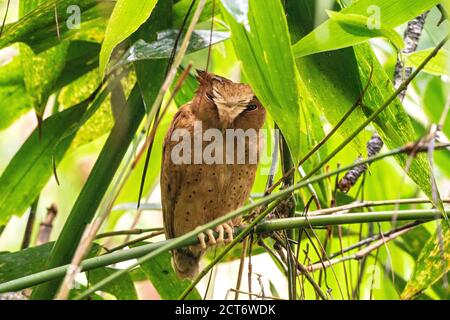 Serendib scope gufo (Otus thilohoffmanni), uccello singolo arroccato sul ramo di un albero, Sinharaja, Sri Lanka, 22 agosto 2019 Foto Stock