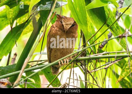 Serendib scope gufo (Otus thilohoffmanni), uccello singolo arroccato sul ramo di un albero, Sinharaja, Sri Lanka, 22 agosto 2019 Foto Stock