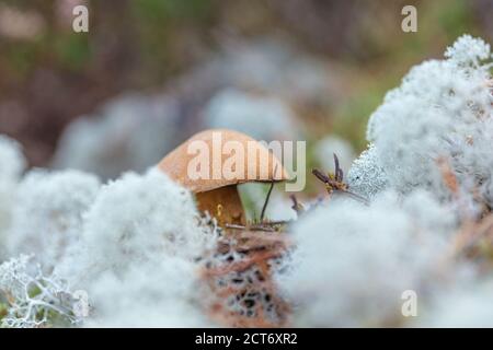 funghi piccoli, funghi bruni commestibili in lichene, muschio di cervo. Foto di alta qualità Foto Stock