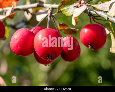 Mele di granchio rosso mature, Malus, appese su un ramo di albero Foto Stock