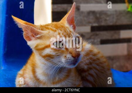 un primo piano di colore zenzero carino gattino guardare Foto Stock