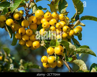 Mele di granchio giallo mature, Malus, appese su un ramo di albero Foto Stock