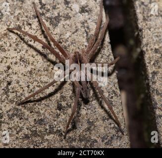 nursery ragno web in macro Foto Stock