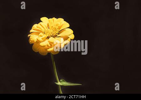 un unico fiore di zinnia giallo dorato con una foglia isolata su sfondo nero Foto Stock