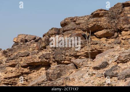 due gambi di gemme d'apertura che crescono sul mare mediterraneo una scogliera rocciosa verticale nel deserto della giudea dentro israele Foto Stock