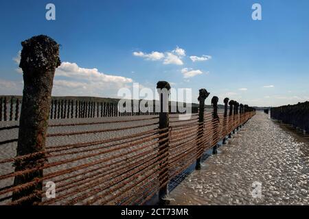 Moules Marinieres (cozze) , zona costiera della Bretagna, Francia. Foto Stock