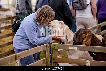 Lady with friendly Anglo-Nubian Goats at the South of England Show, Ardingly, West Sussex, UK Foto Stock