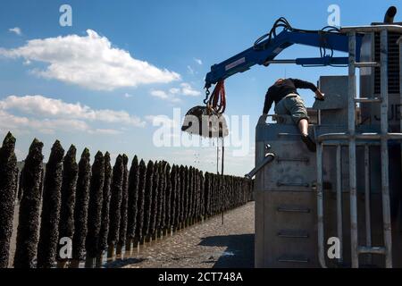 Moules Marinieres (cozze) , zona costiera della Bretagna, Francia. Foto Stock