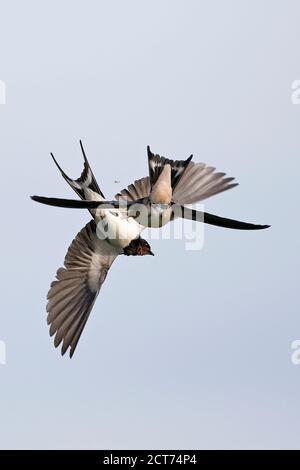 Barn Swallow (Hirundo rustica) Foto Stock