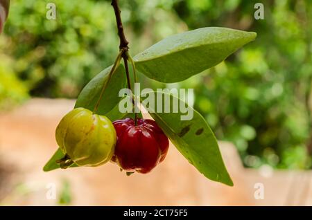 Ciliegie mature e immature sul ramo Foto Stock