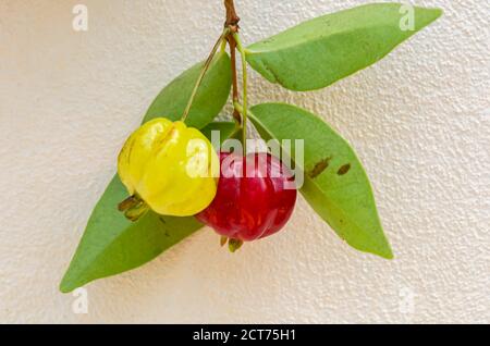 Frutti, e lato abassiale di Pitanga foglia Foto Stock