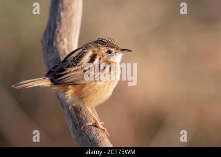 Piccolo uccello passerino, cistica zittata Foto Stock