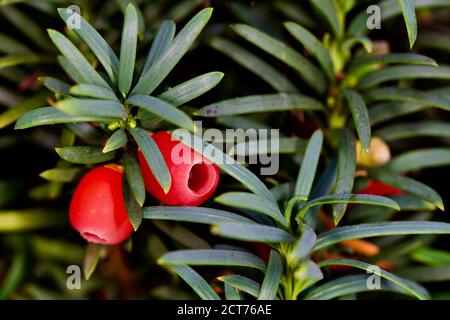 Bacche su un albero di Yew inglese ‘ Taxus baccata’ Foto Stock