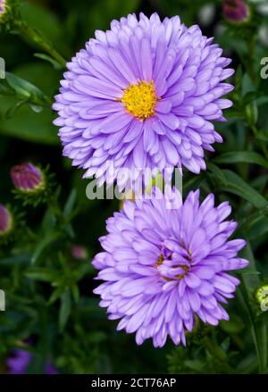 Aster amellus, il Michaelmas europeo Daisy Foto Stock