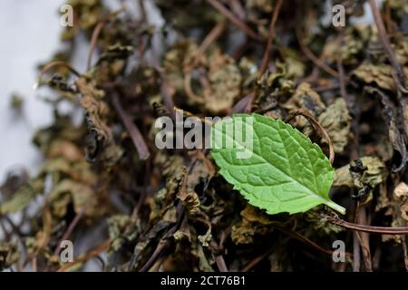 Menta fresca e secca lasciare su sfondo bianco, menta verde, menta verde. Erbe secche per uso in medicina alternativa, fitoterapia, spa, cosmetici a base di erbe. Tinctu Foto Stock