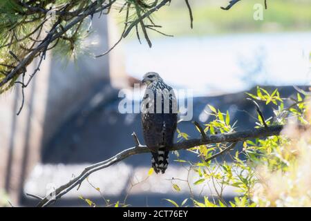 Un falco nero comune migratorio Juvenile (Buteogallus anthracinus) Caccia da alberi in un piccolo stagno Foto Stock