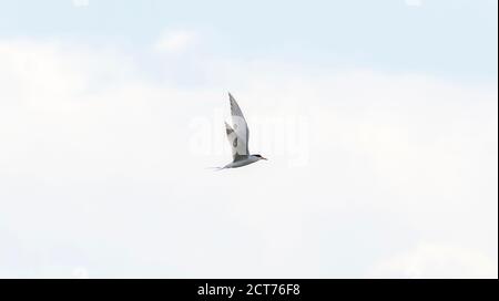 Tern di Forster (Sterna forsteri) Volare contro un cielo blu nuvoloso in Colorado Foto Stock