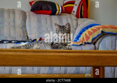 Vista ritratto di un simpatico cucciolo tabby a fascia grigia che si distende su un tavolo da caffè con occhi curiosi rivolti verso la fotocamera. Foto Stock