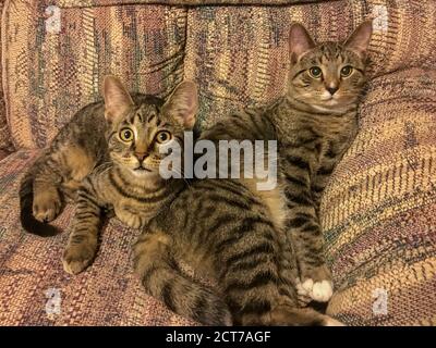 Vista ritratto informale di due simpatici gattini tabbiani a fascia grigia che si inclinano su un divano, con occhi curiosi che guardano verso la fotocamera. Foto Stock
