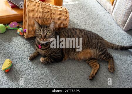 Vista profilo di un giovane tabby grigio striscia può reclinarsi su un pavimento tappezzato circondato da giocattoli di gatto, guardando verso la fotocamera. Foto Stock