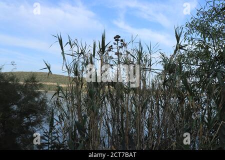 Phragmites australis e cielo blu sullo sfondo Foto Stock
