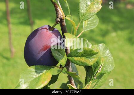 Frutta di prugne matura sana su un ramo di lat. Prunus domestica Foto Stock