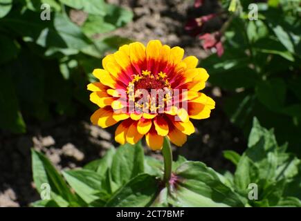 Giallo e rosso brillante Zinnia girovagano in un soleggiato letto di fiori Foto Stock