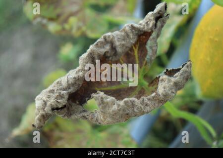 Malattia sulle foglie della pianta del cetriolo con un Malattia nell'orto causata dal fungo Pseudoperonospora cubensis Foto Stock