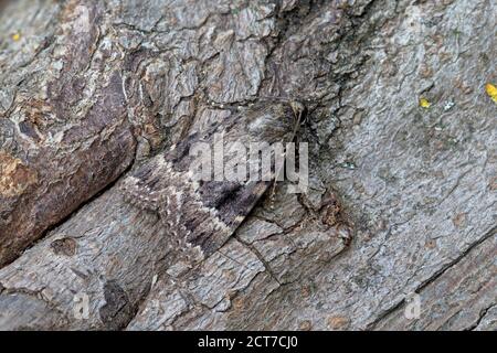 Sottoala di rame (Amphipyra piramidea) o sottoala di rame di Svensson (Amphipyra berbera) Moth Derbyshire UK agosto 2020 Foto Stock