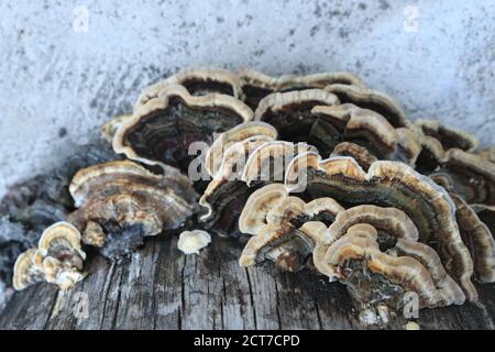 Funghi di tacchino funghi di coda (Trametes versicolor) crescendo su tronco di albero decadente Foto Stock