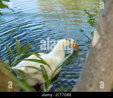 Oca al lago Zaros sull'isola di Creta, Grecia. Vista sul lago di Zaros con riflessi sull'acqua. Lago con cielo blu. Foto Stock