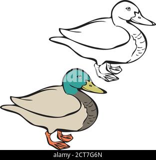 Illustrazione vettoriale di anatra, immagine realistica e silhouette. Vettore isolato anatra uccello. Illustrazione Vettoriale