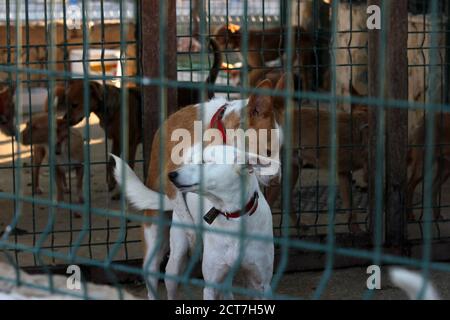 Gruppo di cani morbidi in piedi in una gabbia Foto Stock