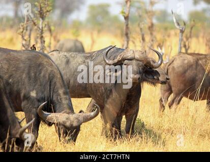 Mandria di bufalo di Capo (caffer di Syncerus) sulle pianure africane di paglia - bufalo nel mezzo sta guardando direttamente avanti. Hwange National Park, Zimbabwe Foto Stock