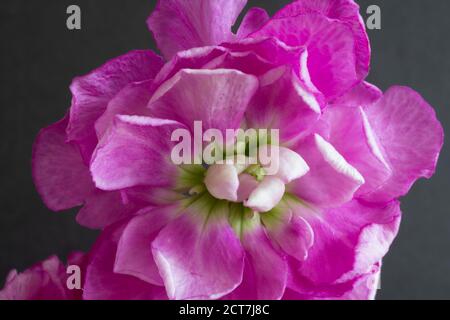 Primo piano macro vista di un fiore rosa che mostra i petali e stamen su uno sfondo grigio. Foto Stock