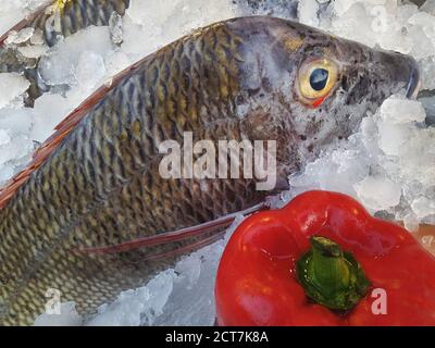 Grande cernia di pesce su ghiaccio fresco e peperoni rossi, Mar Rosso, Sinai, Egitto Foto Stock