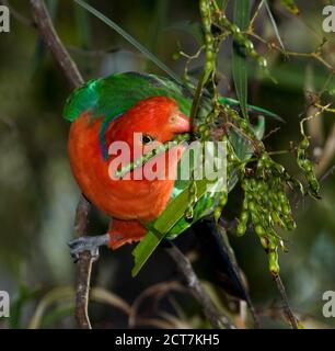 Vivace pappagallo rosso e verde maschile, Alister scapularis che si nutre di semi verdi di un albero di picchiettio in un giardino australiano Foto Stock