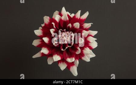 Primo piano di un singolo Fubuki dahlia in fiore rosso e bianco su sfondo grigio. Foto Stock