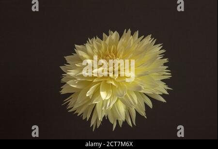Primo piano di un singolo Fubuki dahlia Canaru in fiore giallo su uno sfondo grigio scuro. Foto Stock