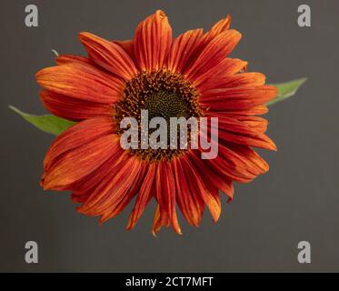 Primo piano di un singolo girasole marrone rame visto su uno sfondo grigio scuro. Foto Stock
