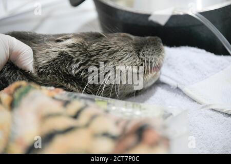 Pantanal, Brasile. 20 Settembre 2020. Una nutria viene trattata in un centro di salvataggio degli animali. Gli incendi hanno distrutto un quinto, ovvero circa 30,000 chilometri quadrati della zona Pantanal negli stati di Mato Grosso e Mato Grosso do sul. Il Pantanal è costituito da un sistema ramificato di fiumi e laghi ed è un paradiso naturale e turistico unico. Ospita anche la più grande popolazione jaguar del mondo e centinaia di specie di uccelli. (A dpa 'incendi boschivi in Brasile: Bolsonaro rifiuta la critica' dal 21.09.2020) Credit: Rogerio Florentino/dpa/Alamy Live News Foto Stock